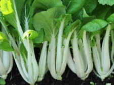 Pak choi white for sale  Deltona