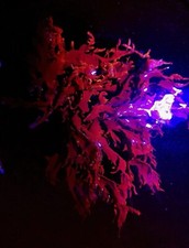 Halymenia floresii dragon for sale  NORTHOLT