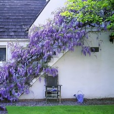 10pcs japanese wisteria for sale  Saint Petersburg