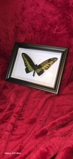 Cadre papillon rajah d'occasion  Morez