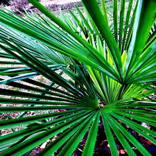 Windmill fan palm for sale  Lincolnton
