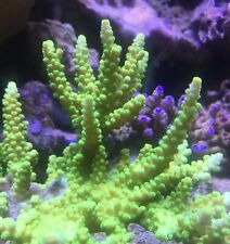 Coral frags sps for sale  FAVERSHAM