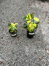 Philodendron burle marx for sale  Mechanicsville