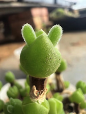 Rare dicrocaulon ramulosum d'occasion  Expédié en Belgium