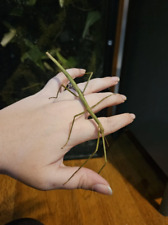 Vietnamese stick insects for sale  Tucson