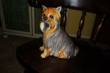 Silky yorkie terrier for sale  Milford