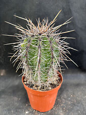Carnegiea gigantea vivaio usato  Massafra