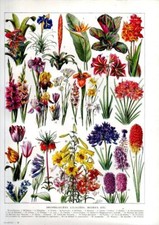 Planche botanique 1922 d'occasion  Chaumont