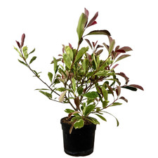 Pianta photinia variegata usato Pianta photinia variegata usato  Piazza Armerina
