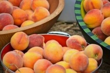 Fresh elberta peach for sale  Orlando