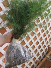 Item stx5 white for sale  Blairsville