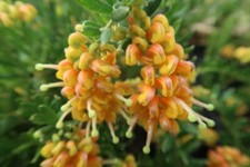 Grevillea golden touch for sale  UCKFIELD