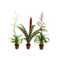 Mini bromelien trio gebraucht kaufen  Zweibrücken