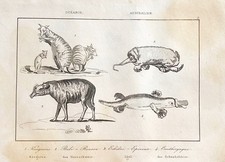 Gravure oceanie australien d'occasion  Descartes
