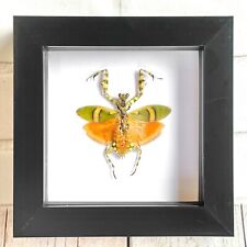 Banded flower mantis for sale  BOURNEMOUTH