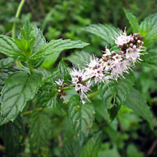 Spearmint herb seeds for sale  Deltona