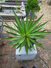 Yukka gloriosa plant for sale  CARSHALTON