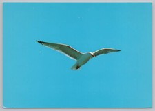 Animal majestic sea for sale  Newton