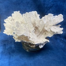 Montipora collection ancienne usato  Spedire a Italy