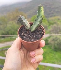 Vaso caralluma europaea usato  Barcellona Pozzo di Gotto