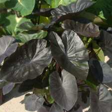 elephant ears small for sale elephant ears small for sale Denver