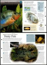 South american cichlid for sale  SLEAFORD