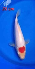 Nnd tancho kohaku for sale  BRIDGEND