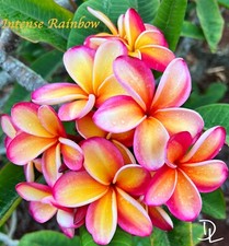 Intense rainbow plumeria for sale  Haleiwa