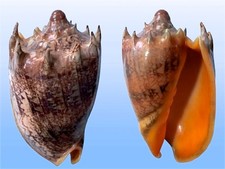 Volutidae cymbiola imperialis usato  Roma