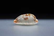 Sea shells cypraea d'occasion Sea shells cypraea d'occasion  Bram