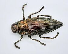 Buprestidae chrysodema jucunda gebraucht kaufen  Wadern