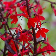 Lobelia cardinalis queen for sale  GLASGOW