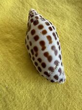 junonia for sale  Canton