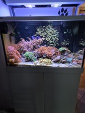 Red sea reefer gebraucht kaufen  Marktredwitz
