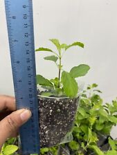 Tulsi holy basil for sale  HOUNSLOW