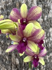 picture orchids for sale picture orchids for sale USA