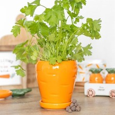 Carrot shaped plant for sale  SWANSEA