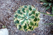 Agave kissho khan for sale  Downey