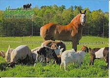 Belgian draft horse for sale  Middlefield