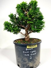 Dwarf hinoki cypress for sale  Princeton Junction