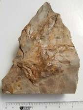 Jurassic dinosaur footprints for sale  Morristown