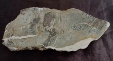Fossile bois pétrifié d'occasion  Rupt-sur-Moselle