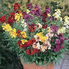 Wallflower sunset mixed for sale  UK
