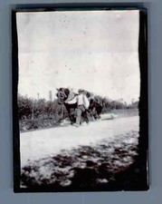 Bretagne breton cheval d'occasion  Pagny-sur-Moselle