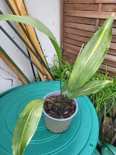 Schusterpalme aspidistra elati gebraucht kaufen  Belm