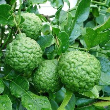 Citrus hystrix combava d'occasion  Pouzauges