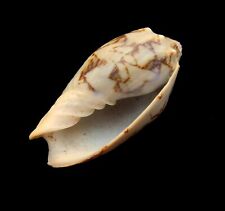 Volutidae sea shell for sale  READING