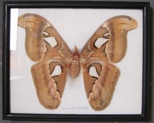 Echter schmetterling attacus gebraucht kaufen  Rothenfels