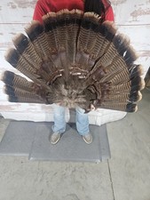 Wild turkey tom for sale  Knoxville
