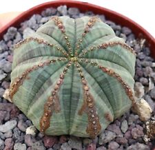 Euphorbia obesa grey usato  Napoli